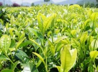 茶葉的最新執行標準(茶葉國家標準)