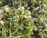 臨沂特產送人必買清單？